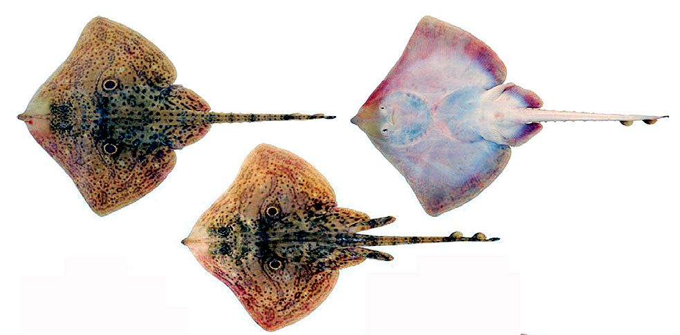 Raja miraletus_01.jpg